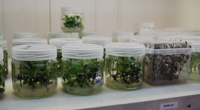 Migas Calientes Nursery. "In vitro" culture laboratory. Author: Carmen Toribio.