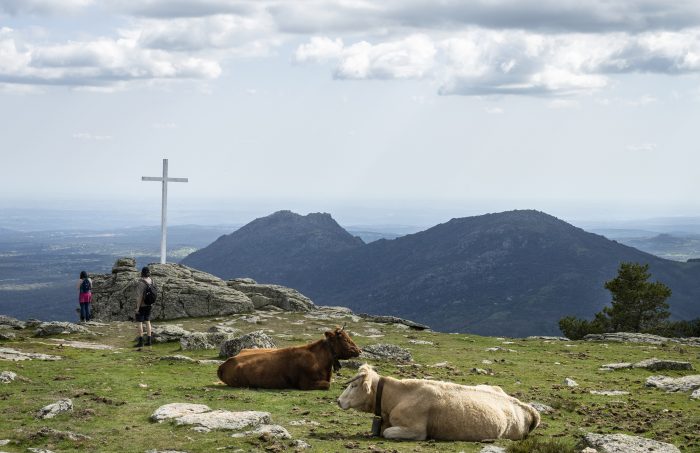 Photograph of cattle in El Escorial taken by Alfredo Cáliz and obtained through the Regional Archive of the Community of Madrid.