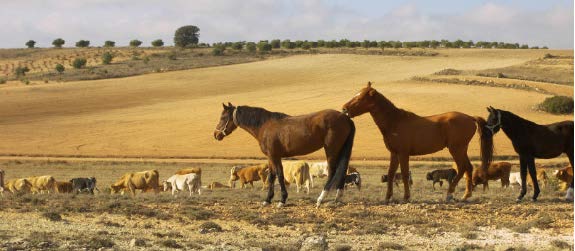 Livestock landscapes potentially viable for adaptation as part of tourism itineraries based on sustainable practices.