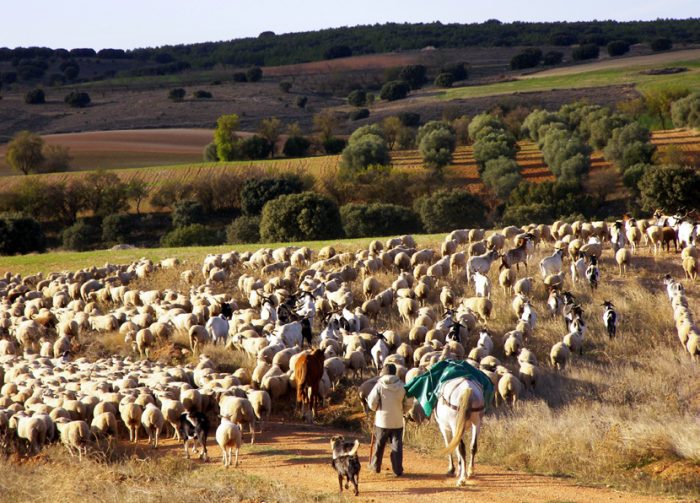 Livestock farming activities generate cultural landscapes as part of the intangible heritage of communities.